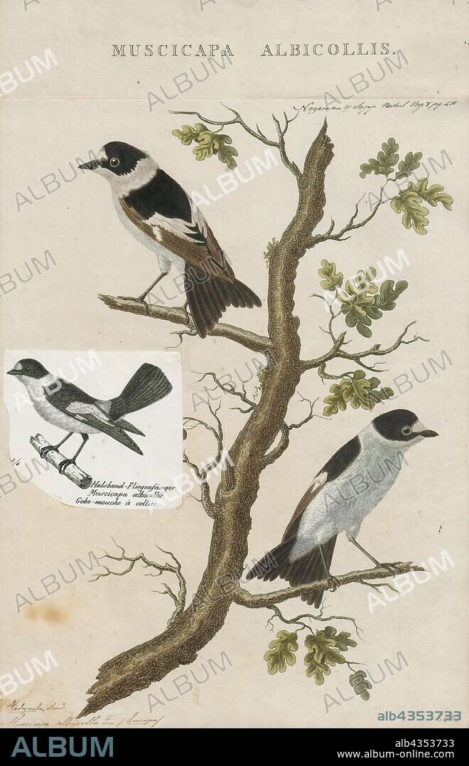 Muscicapa collaris, Print, Muscicapa is a genus of passerine birds belonging to the Old World flycatcher family Muscicapidae, and therein to the typical flycatchers of subfamily Muscicapinae. They are widespread across Europe, Africa and Asia with most species occurring in forest and woodland habitats. Several species are migratory, moving south from Europe and northern Asia for the winter., 1770-1829.