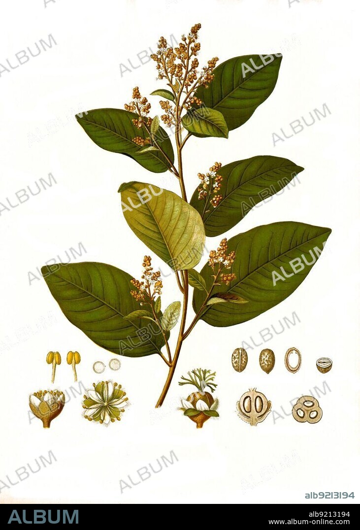 Medicinal plant, cascarilla (Croton eluteria) is a species of plant in the genus Croton in the spurge family, Historical, digitally restored reproduction from a 19th century original.