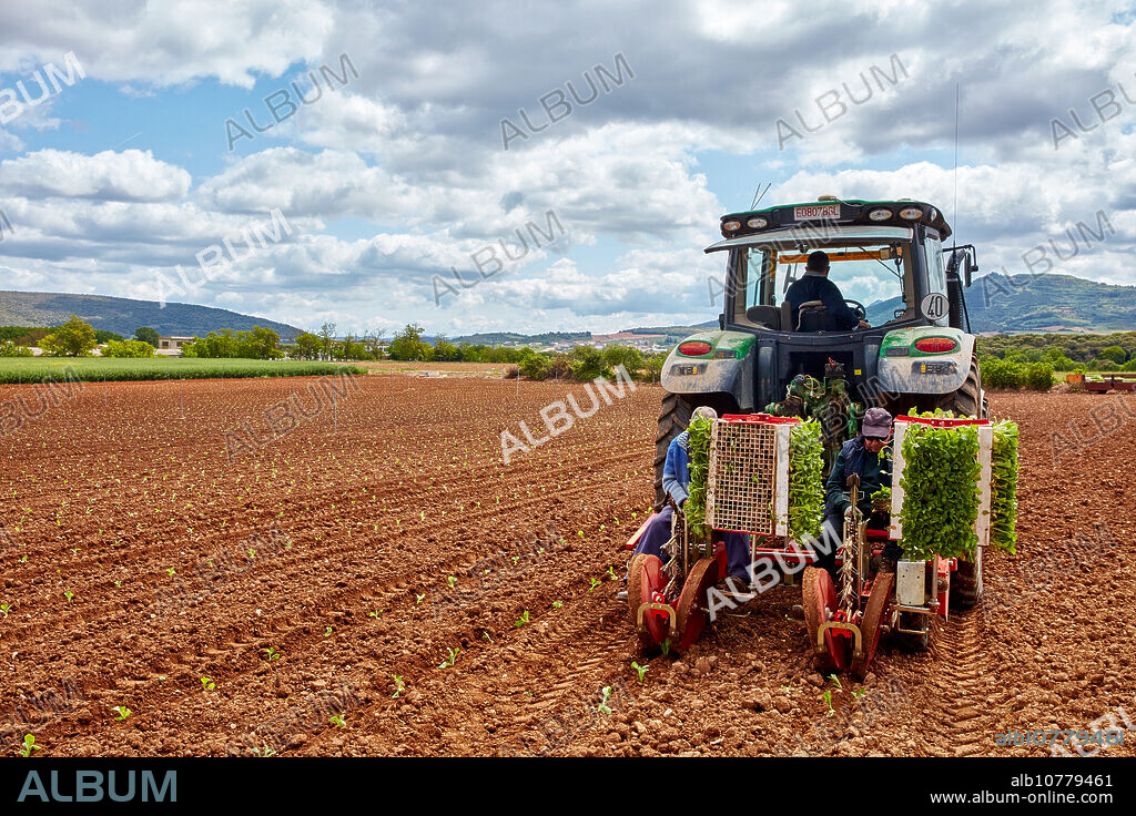 Farmers planting snuff plant, Agricultural field, Ancín, Navarra, Spain, Europe.