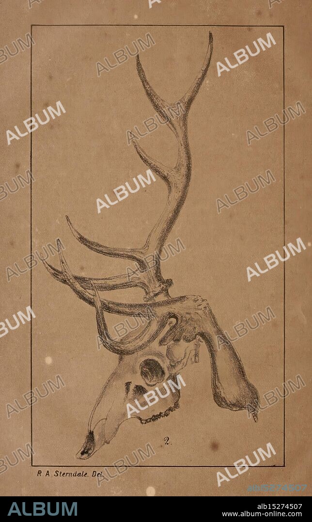 The Journal of the Bombay Natural History Society. Bombay, The Society, India, Natural History, Periodicals, Woods Hole, Robert Armitage Sterndale, A detailed illustration of a deer skull, showcasing its prominent antlers that extend gracefully from the top. The intricate features of the skull are highlighted, including the eye sockets and the structure of the jaw, which are meticulously rendered. The background is simple, allowing the focus to remain on the anatomical details and textures of the skull and antlers, illustrating both the beauty and complexity of wildlife anatomy. The artist's name, R. A. Sterndale, is noted at the bottom, suggesting a careful study of natural forms.