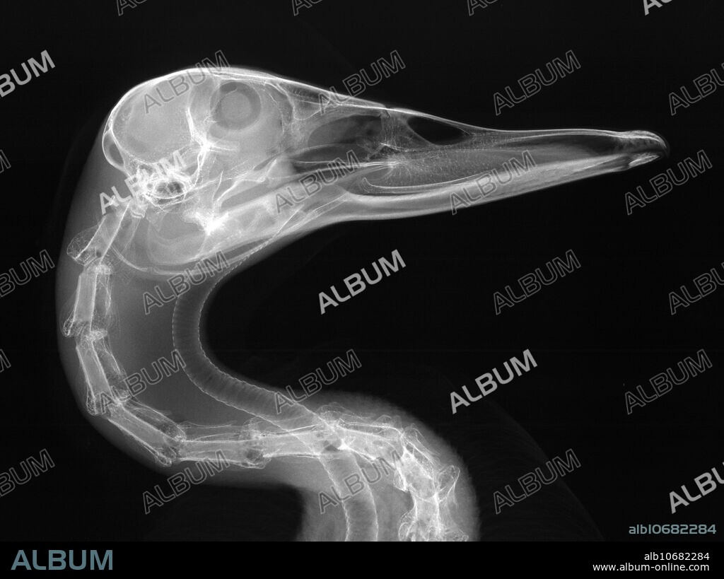 Duck head. X-ray of the head and neck of a mallard duck (Anas platyrhynchos).