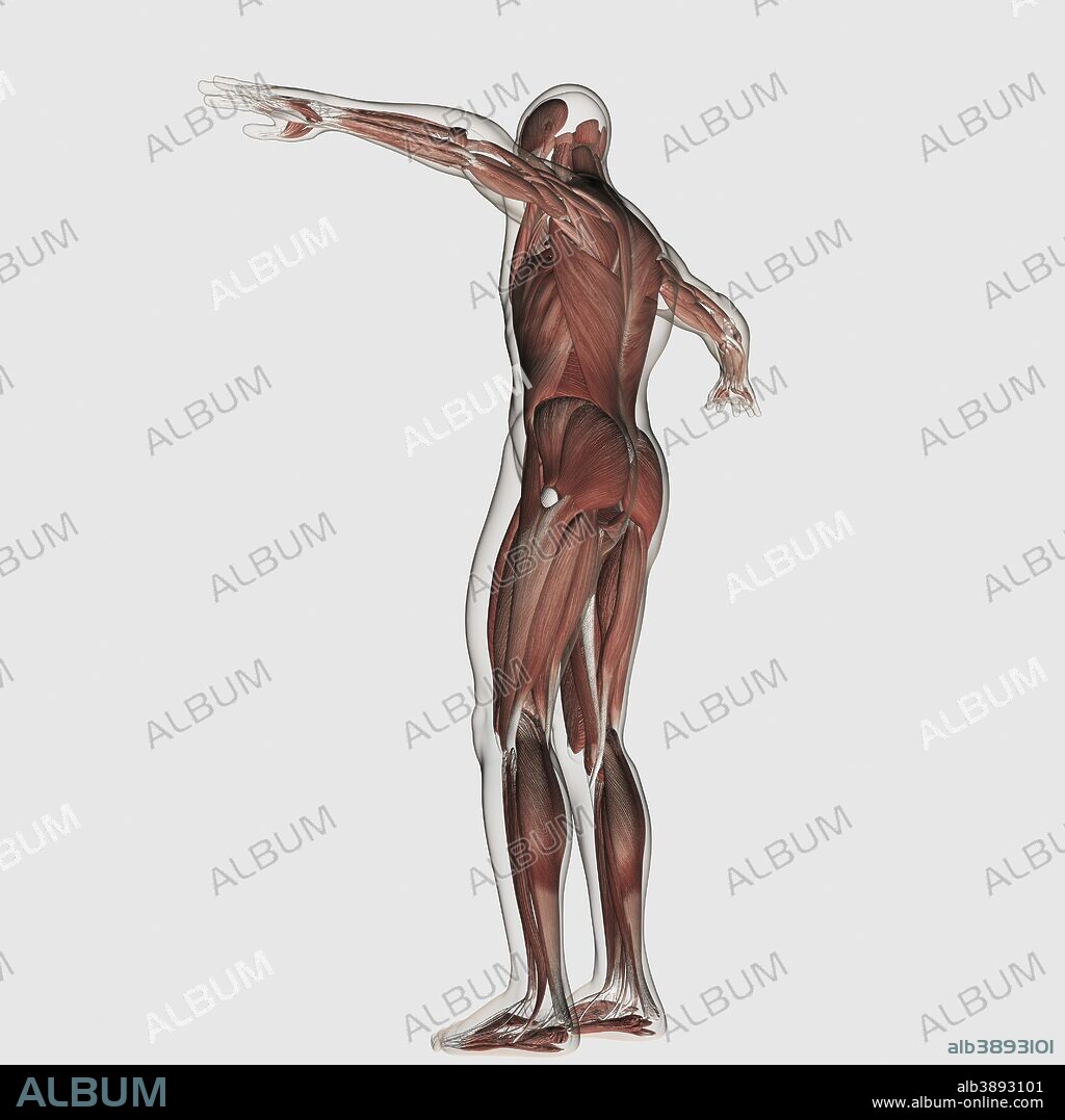 Anatomy of male muscular system, posterior view.