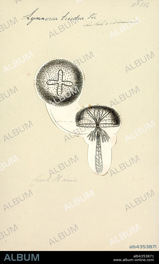 Lymnorea triedra, Print, Filifera is a suborder of hydrozoans in the order Anthoathecata. They are found in marine, brackish and freshwater habitats.