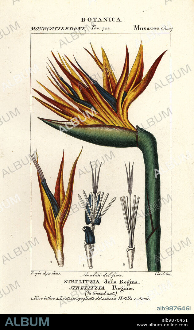 Crane flower or bird of paradise flower, Strelitzia reginae, Strelitzia della Regina. Handcoloured copperplate stipple engraving from Antoine Laurent de Jussieu's Dizionario delle Scienze Naturali, Dictionary of Natural Science, Florence, Italy, 1837. Illustration engraved by Corsi, drawn and directed by Pierre Jean-Francois Turpin, and published by Batelli e Figli. Turpin (1775-1840) is considered one of the greatest French botanical illustrators of the 19th century.