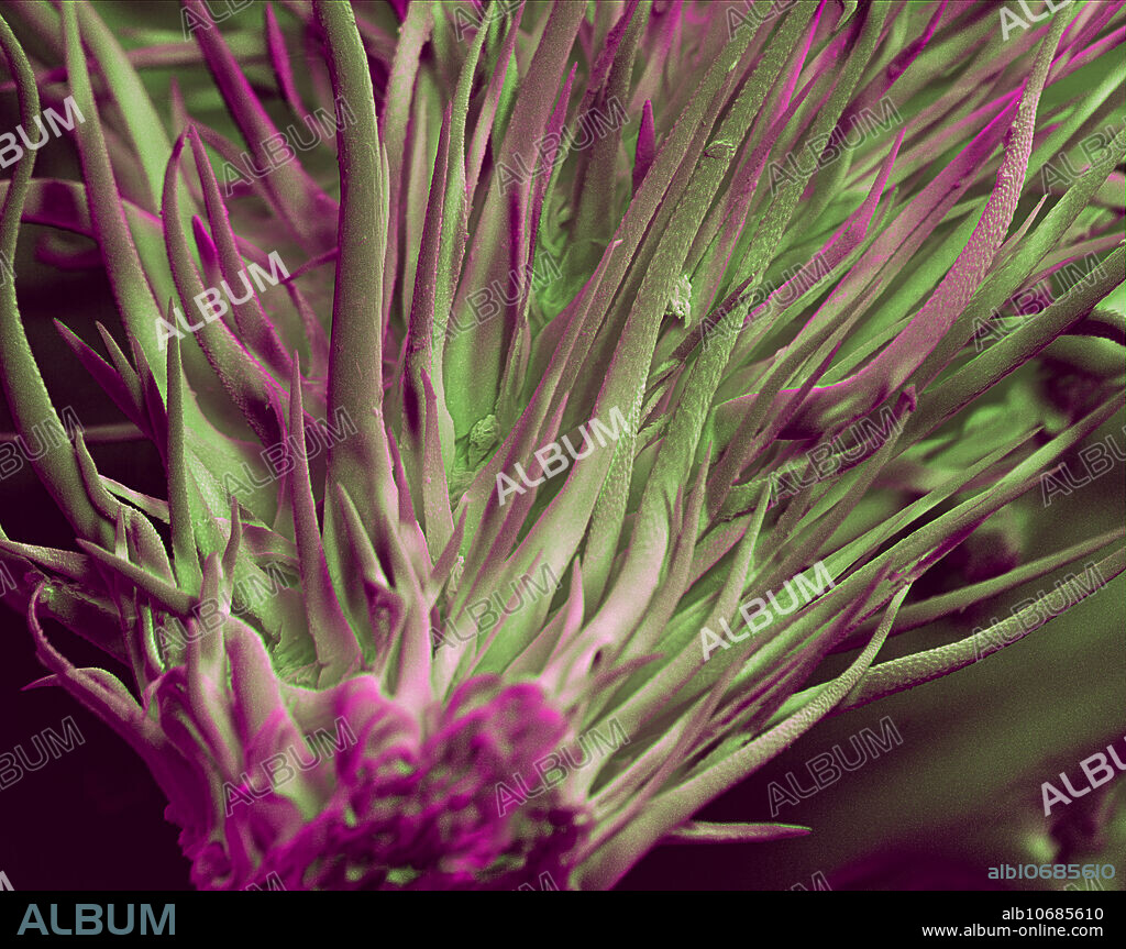 SEM Cannabis Trichomes