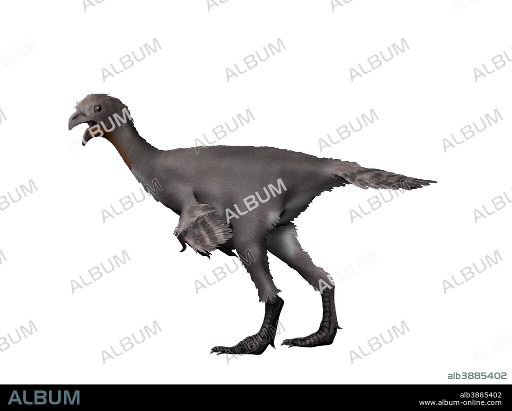 Avimimus is a theropod dinosaur from the Cretaceous Period.