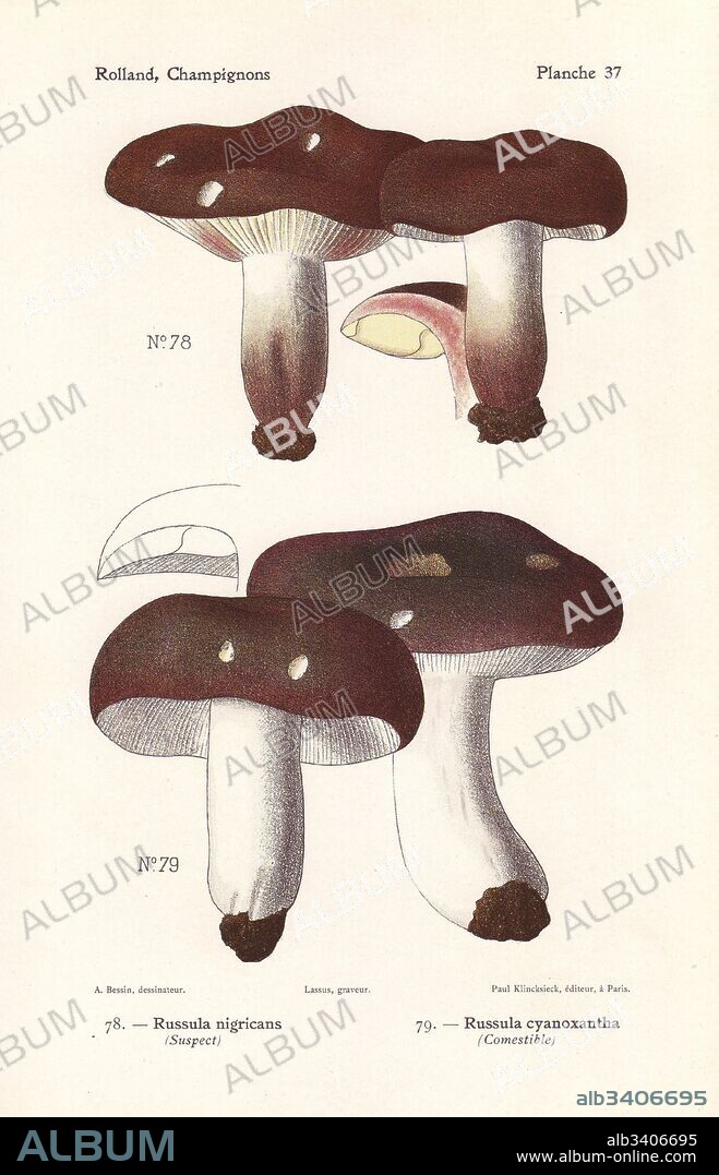 Blackening brittlegill, Russula nigricans, and charcoal burner, Russula cyanoxantha. Chromolithograph by Lassus after an illustration by A. Bessin from Leon Rolland's Guide to Mushrooms from France, Switzerland and Belgium, Atlas des Champignons, Paul Klincksieck, Paris, 1910.