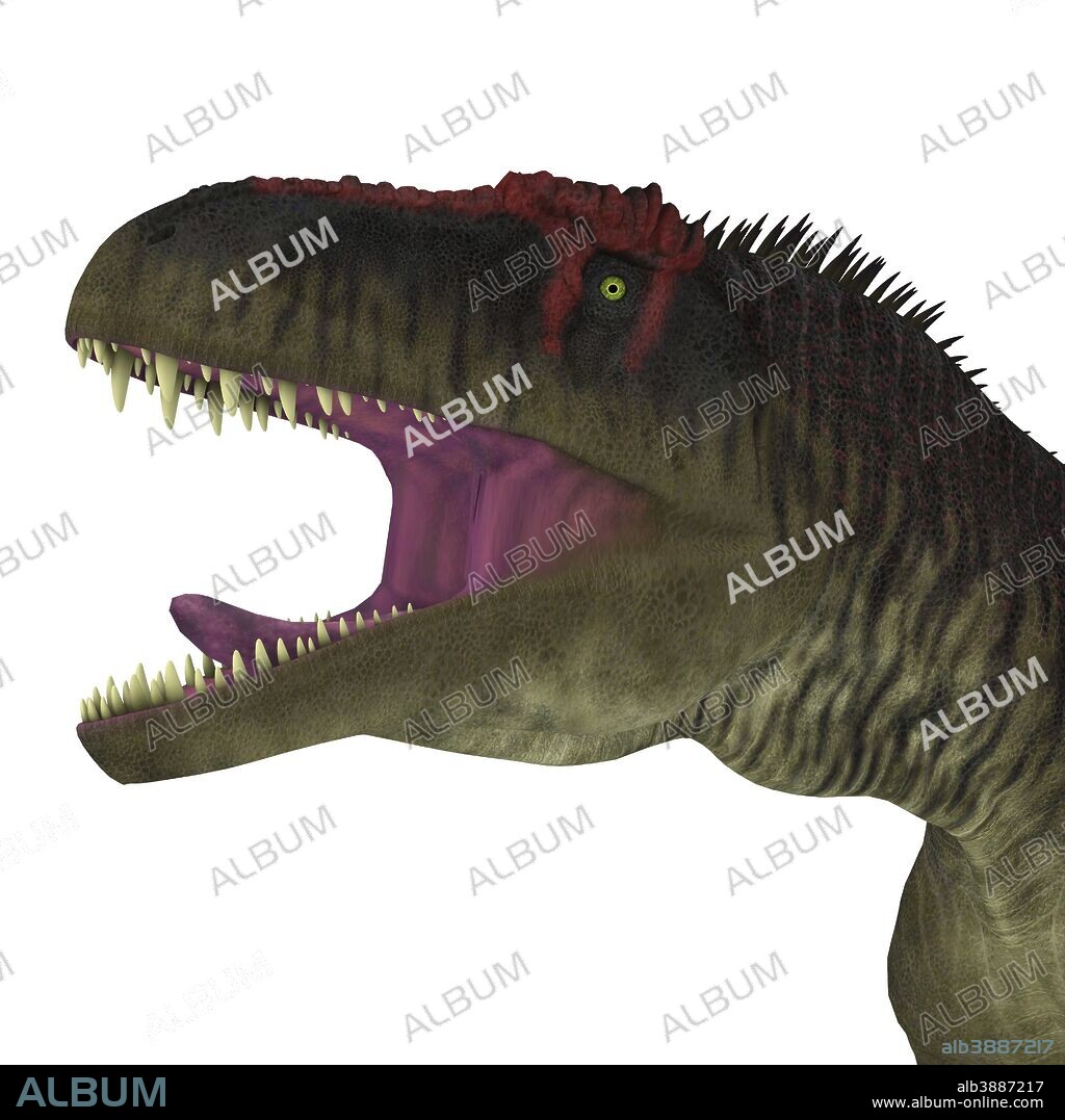 Tyrannotitan dinosaur head. Tyrannotitan was a carnivorous theropod dinosaur that lived in the Cretaceous Period of Argentina.