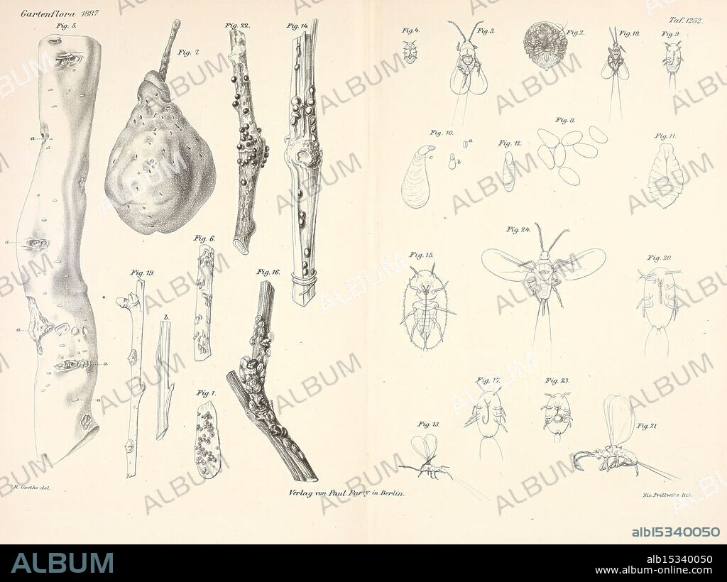 Gartenflora, Erlangen, Verlag von Ferdinand Enke, 1852-1940, botany, periodicals, The illustration features a detailed exploration of various plant and insect specimens. On the left, different plant structures are depicted, including sections of stems and galls, showcasing distinct textures and forms. Accompanying these are labels indicating specific figures, highlighting the intricate details of each specimen. On the right side, multiple insect forms are presented, illustrating life stages and anatomical features of various species. Each figure is meticulously rendered, providing a scientific perspective on the diversity and complexity of the organisms depicted. The arrangement allows for comparative study, emphasizing both the botanical and entomological aspects of the natural world.