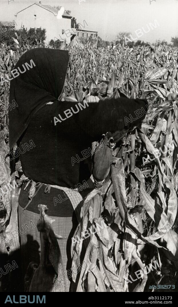 Catalunya. Lleida. Campesina recogiendo maíz en un campo de Mollerusa. Año 1960.