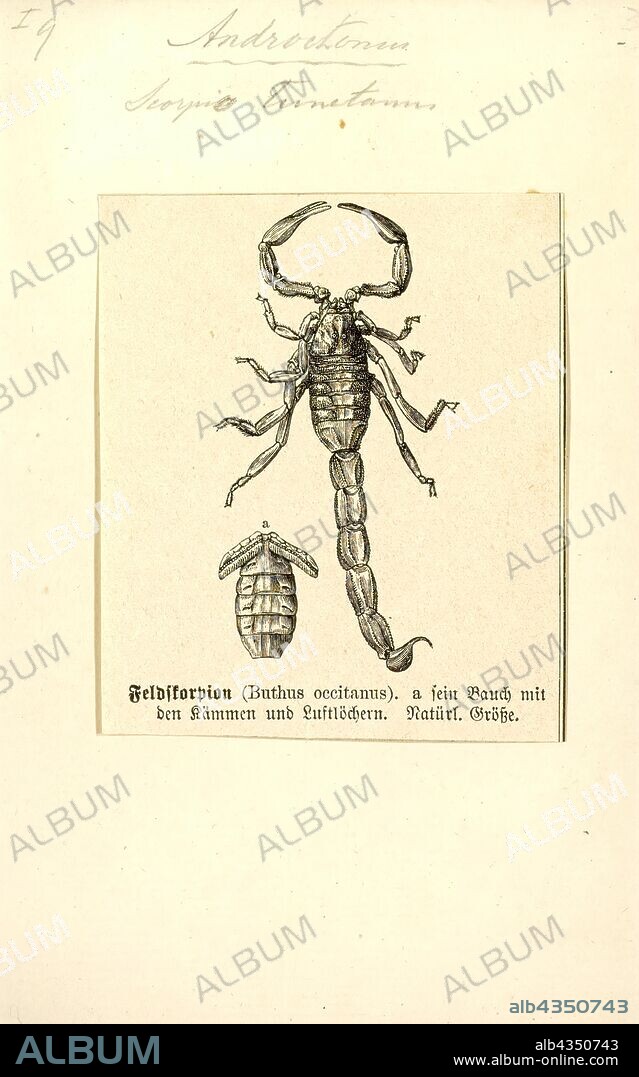 Androctonus, Print, Fattail scorpion or fat-tailed scorpion is the common name given to scorpions of the genus Androctonus, one of the most dangerous groups of scorpions species in the world. They are found throughout the semi-arid and arid regions of the Middle East and Africa. They are a moderate sized scorpion, attaining lengths of 10 cm (just under 4 in). Their common name is derived from their distinctly fat metasoma, or tail, while the Latin name originates from Greek and means "man killer". Their venom contains powerful neurotoxins and is especially potent. Stings from Androctonus species are known to cause several human deaths each year. Several pharmaceutical companies manufacture an antivenom for treatment of Androctonus envenomations.
