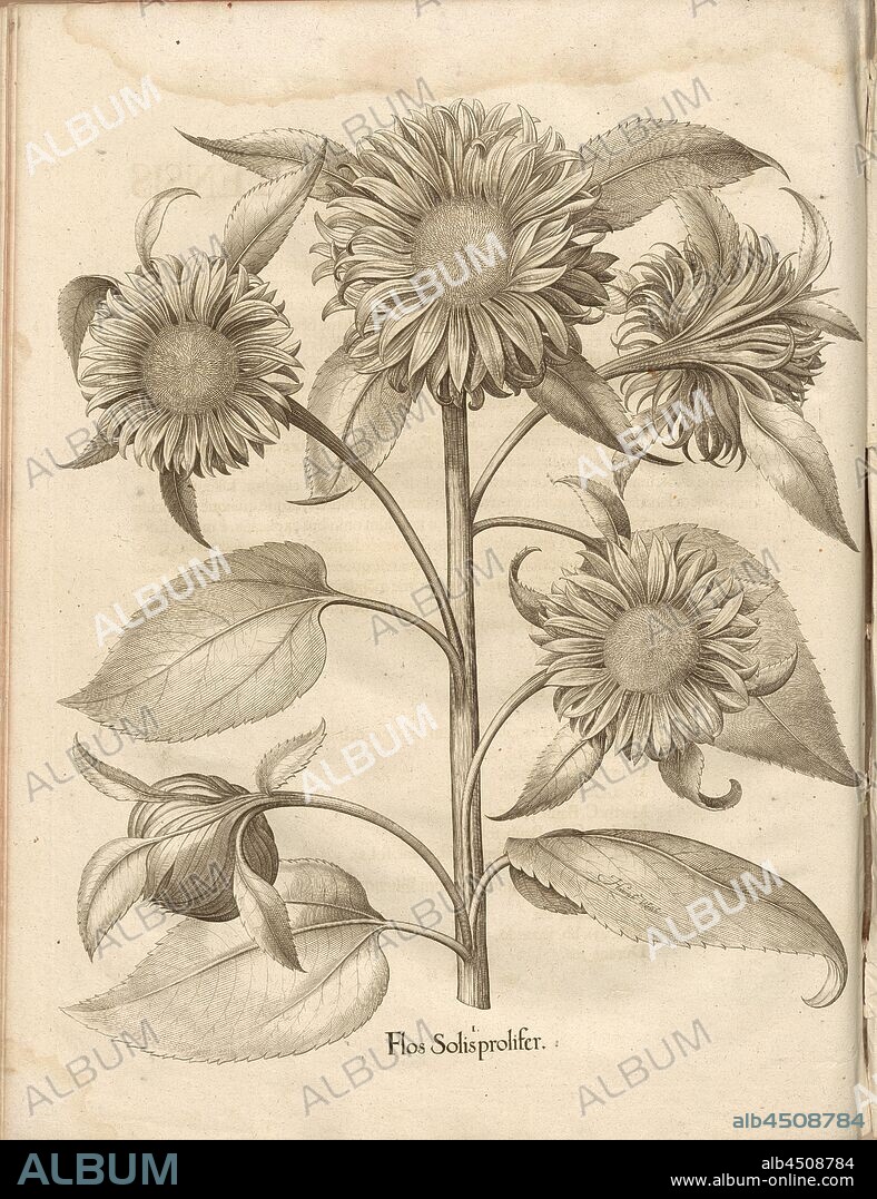 Flos Solis prolifer, Sunflower, Copper Engraving, p. 452, Besler, Basilius; Jungermann, Ludwig, 1713, Basilius Besler: Hortus Eystettensis (...). Nürnberg, 1713.