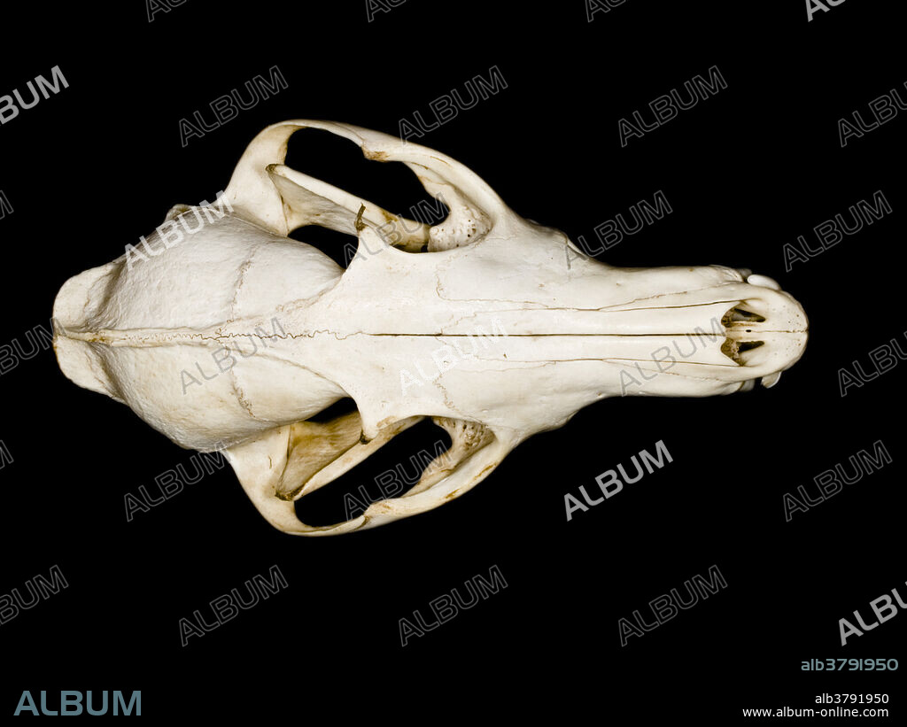 Upper view of the skull of a red fox (Vulpes vulpes).