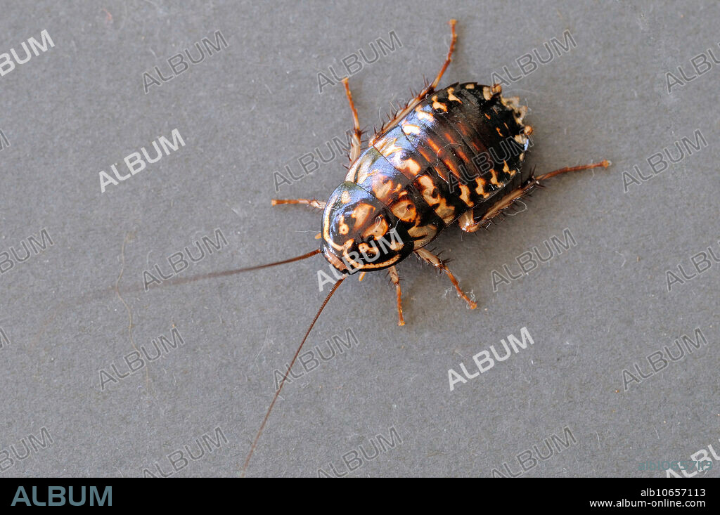 A Harlequin cockroach (Neostylopyga rhombifolia), Ipoh Malaysia. Originally from the Indo-Malayan region they are now more widespread and because of their attractive appearance are a popular pet roach.