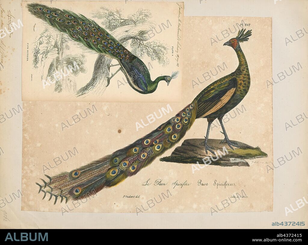 Pavo muticus, Print, The green peafowl (Pavo muticus) (from Latin Pavo, peafowl; muticus, mute, docked, or curtailed) is a species of peafowl found in the tropical forests of Southeast Asia. It is also known as the Java peafowl, but this term is properly used to describe the nominate subspecies endemic to the island of Java in Indonesia. It is the closest relative of the Indian peafowl or blue peafowl (Pavo cristatus), which is mostly found on the Indian subcontinent., 1825-1834.