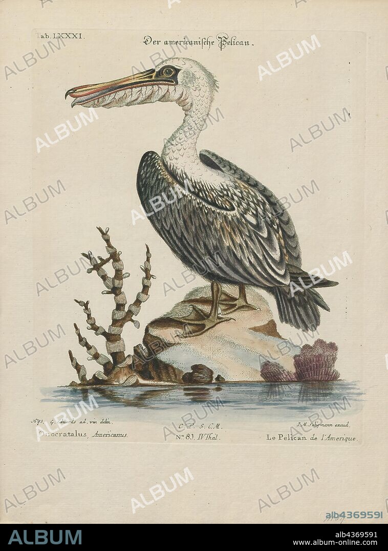 Pelecanus fuscus, Print, Pelican, Pelicans are a genus of large water birds that make up the family Pelecanidae. They are characterised by a long beak and a large throat pouch used for catching prey and draining water from the scooped-up contents before swallowing. They have predominantly pale plumage, the exceptions being the brown and Peruvian pelicans. The bills, pouches, and bare facial skin of all species become brightly coloured before the breeding season. The eight living pelican species have a patchy global distribution, ranging latitudinally from the tropics to the temperate zone, though they are absent from interior South America and from polar regions and the open ocean., 1700-1880.