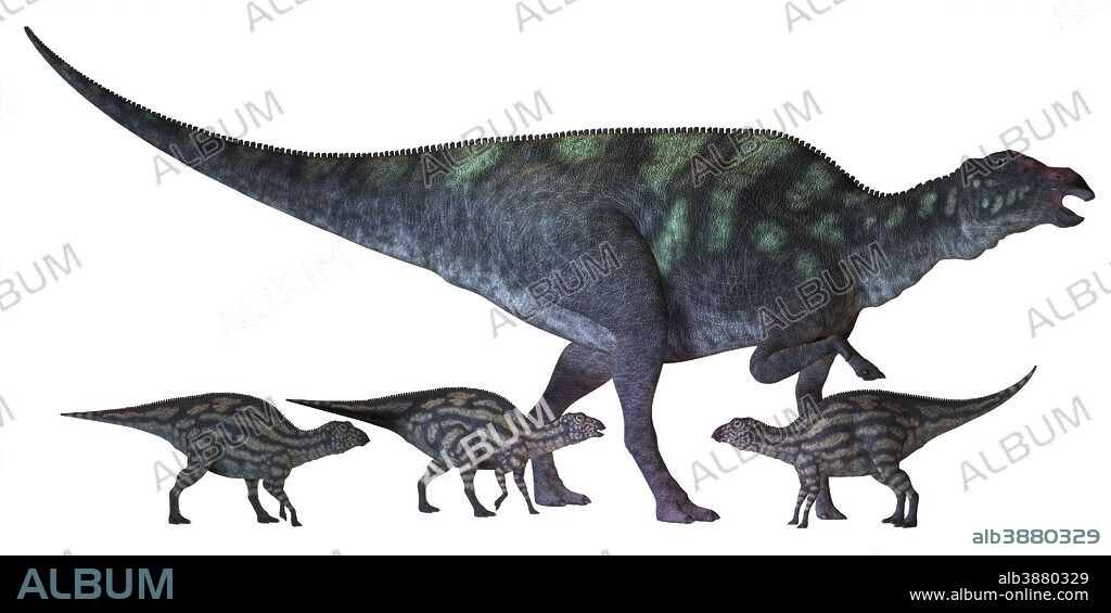 Maiasaura is a large duck-billed dinosaur that lived in North America in the Cretaceous Era shown here with several hatchlings.