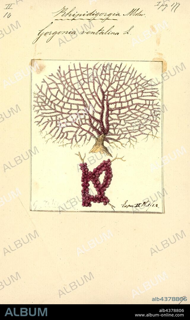 Gorgonia ventalina, Print, Gorgonia ventalina, the purple sea fan, is a species of sea fan, an octocoral in the family Gorgoniidae. It is found in the western Atlantic Ocean and the Caribbean Sea.