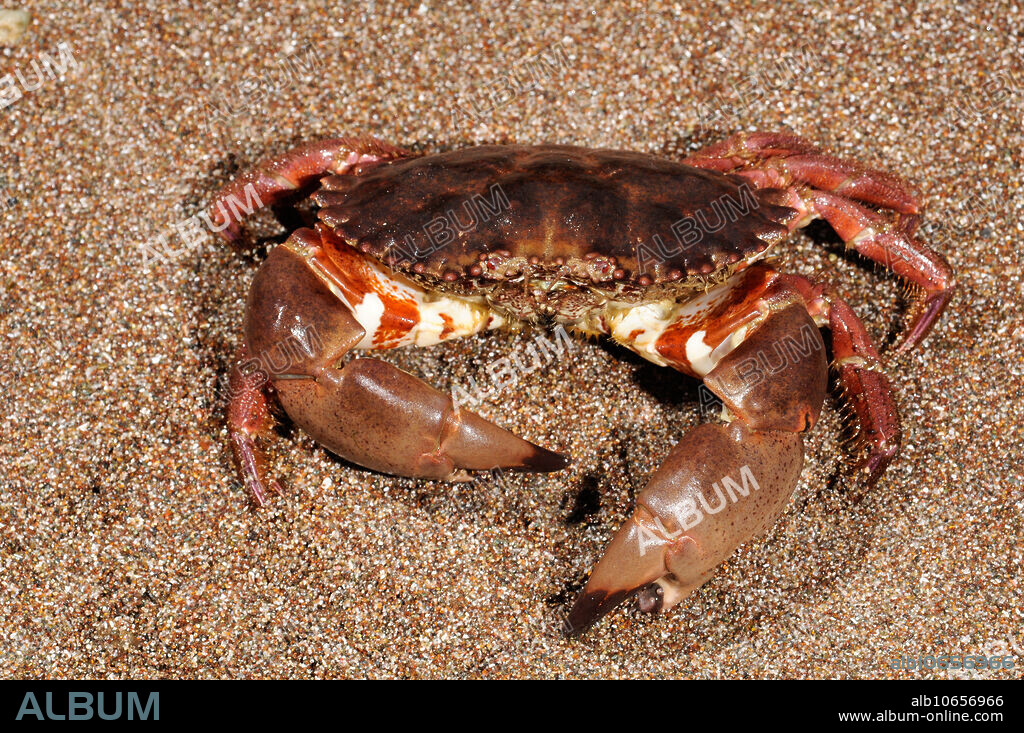 Spot-bellied Rock Crab (Cancer antennarius), Carpinteria State Beach, California.