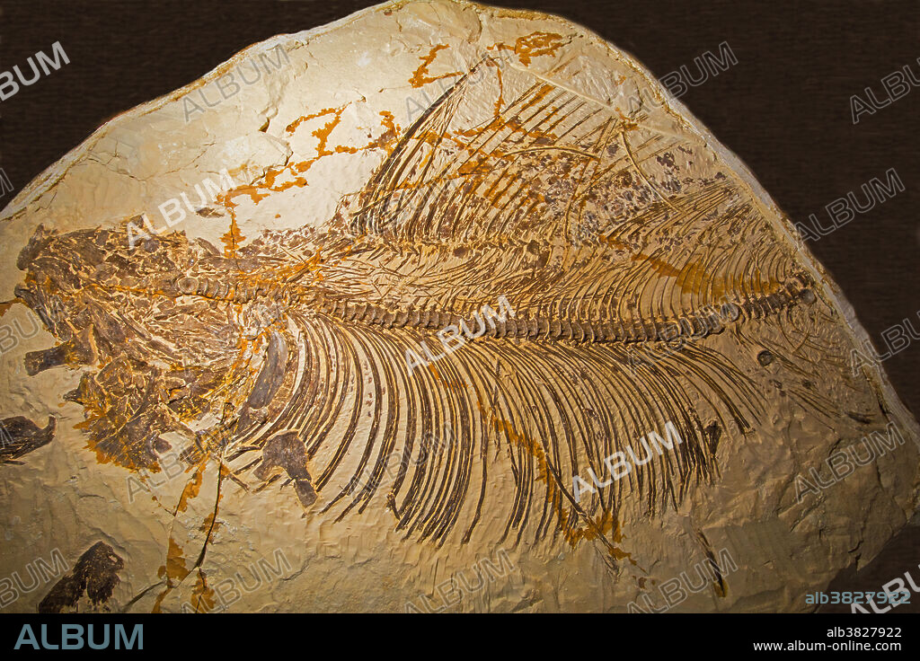 Pentanogmius Evolutus Fossil. Rocky Mountain Dinosaur Resource Center. Woodland Park, Colorado.