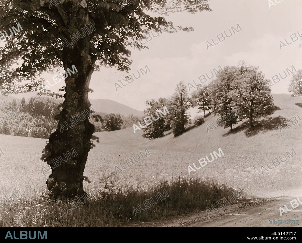 Heinrich Kühn, Summer landscape with trees, Staatliche Landesbildstelle Hamburg, collection on the history of photography, silver gelatin paper, cardboard, black and white positive process, image size: height: 29.50 cm; width: 39.10 cm, inscribed: verso cardboard: top left label in typewriter font: Heinrich Kuehn, stamp: verso cardboard: top left Stamp: Lehrsammlung der, Staatlichen Landesbildstelle Hamburg, Inventarisiert Nr. [supplemented in ink: B 195], artistic photography, landscape photography, trees, bushes, hilly landscape, summer, country road, way, path, meadow, pasture.