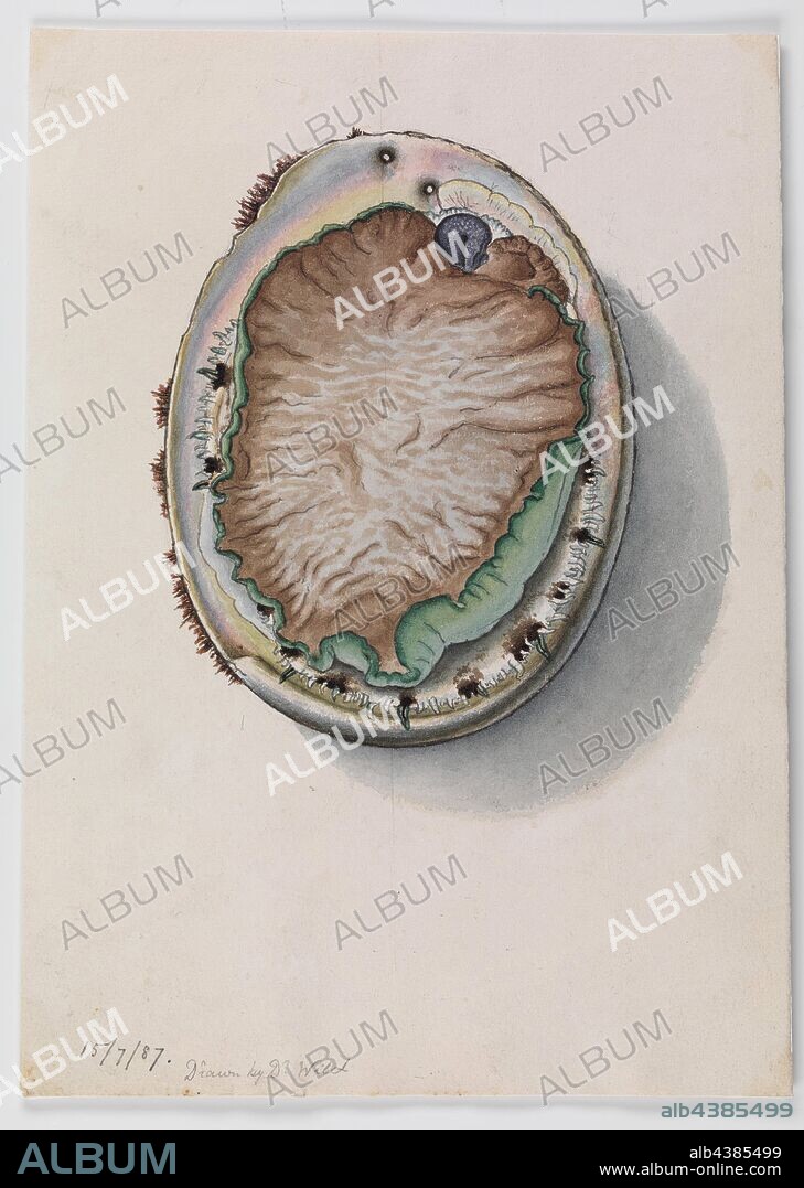 Watercolour illustration - Green-lipped Abalone, Haliotis laevigata, Dr Wild, 15 Jul 1887, This scientific illustration by Dr John James Wild was commissioned by Sir Frederick McCoy, Director of Museum Victoria as part of his zoological research. This illustration forms part of the much larger Prodromus Collection. Many of the original illustrations in the collection informed the production of the two volume work 'The Prodromus of the Zoology of Victoria' which was Museum Victoria's.