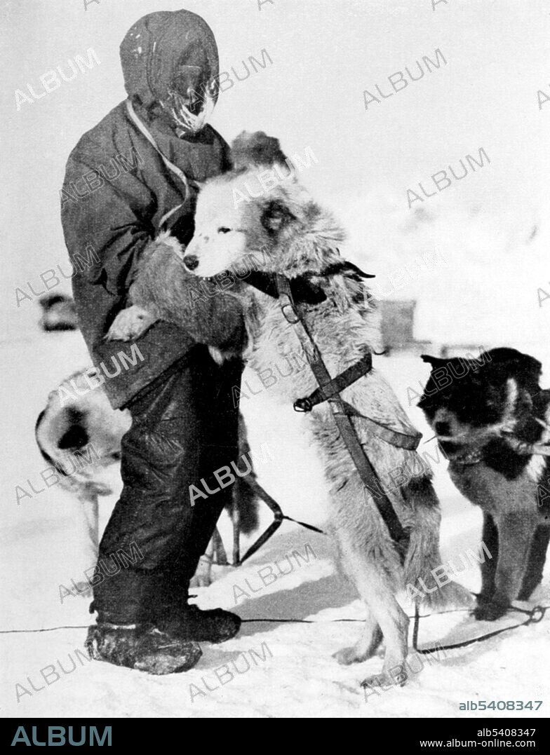 Wild was a favorite of the sled dogs. John Robert Francis Wild (April 18, 1873 - August  19, 1939) was an English sailor and explorer. He participated in five expeditions to Antarctica during the Heroic Age of Antarctic Exploration, for which he was awarded the Polar Medal with four bars, one of only two men to be so honored, the other being Ernest Joyce. The Imperial Trans-Antarctic expedition of 1914-17, conceived by Ernest Shackleton, was an attempt to make the first land crossing of the Antarctic continent. The expedition failed to accomplish this objective, but became recognized instead as an epic feat of endurance. Photographed by Frank Hurley (cropped and cleaned).