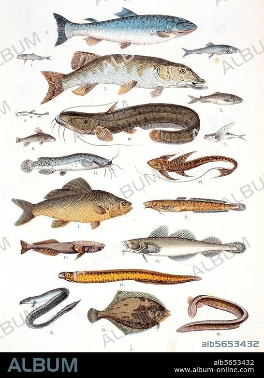 ANONYM. Zoologie / Fische:. "Grätenfische und Weichflosser". (1. Lachs, 2. Forelle, 3. Hering, 4. Sardine, 5. Hecht, 6. Fliegender Fisch, 7. Karpfen, 8. Schleie, 9. Schmerle, 10. Wels, 11. Zitterwels, 12. Panzerfisch, 13. Kabeljau, 14. Quappe, u. a.). Lithographie, koloriert, aus: T.Bromme, Systematischer Atlas der Naturgeschichte, Stuttgart (J.Engelhorn) 1861. Berlin, Sammlung Archiv für Kunst und Geschichte.