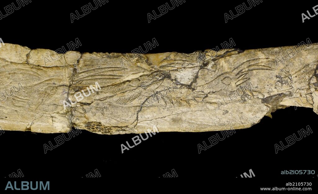PIEZAS DE LA EXPOSICION "ARTE SIN ARTISTAS": FRAGMENTO DE COSTILLA CON GRABADOS DE CAPRIDOS, DE LA CUEVA DE LES EYZIES O CUEVA DE RICHARD (FRANCIA). GRABADO SOBRE HUESO. MAGDALENIENSE.