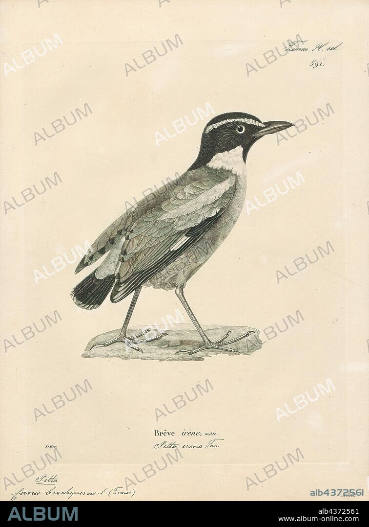 Pitta brachyura, Print, The Indian pitta (Pitta brachyura) is a passerine bird native to the Indian subcontinent. It inhabits scrub jungle, deciduous and dense evergreen forest. It breeds in the forests of the Himalayas, hills of central and western India, and migrates to other parts of the peninsula in winter. Although very colourful, it is usually shy and hidden in the undergrowth where it picks insects on the forest floor. It has a distinctive two note whistling call which is heard at dawn and dusk. It is considered Least Concern on the IUCN Red List as its range is very large., 1700-1880.