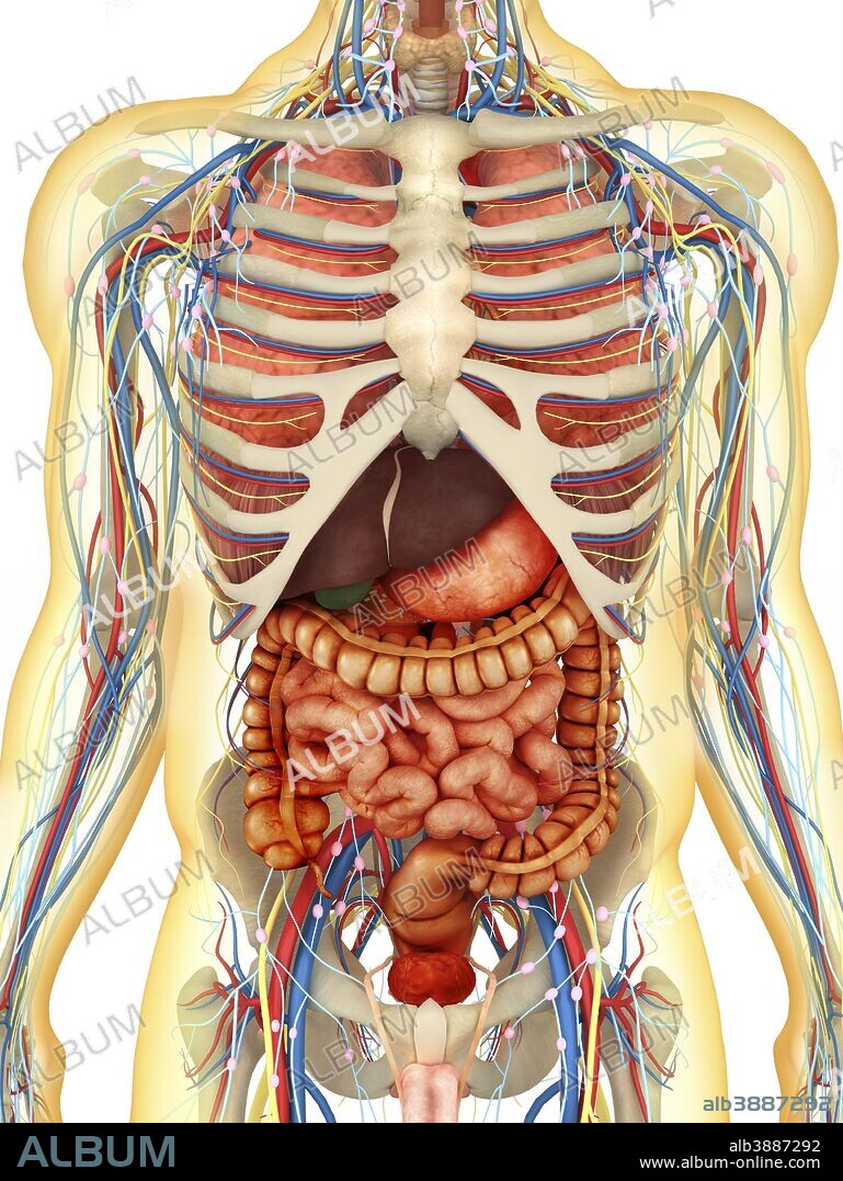 Transparent human body with internal organs, nervous system, lymphatic system and circulatory system.