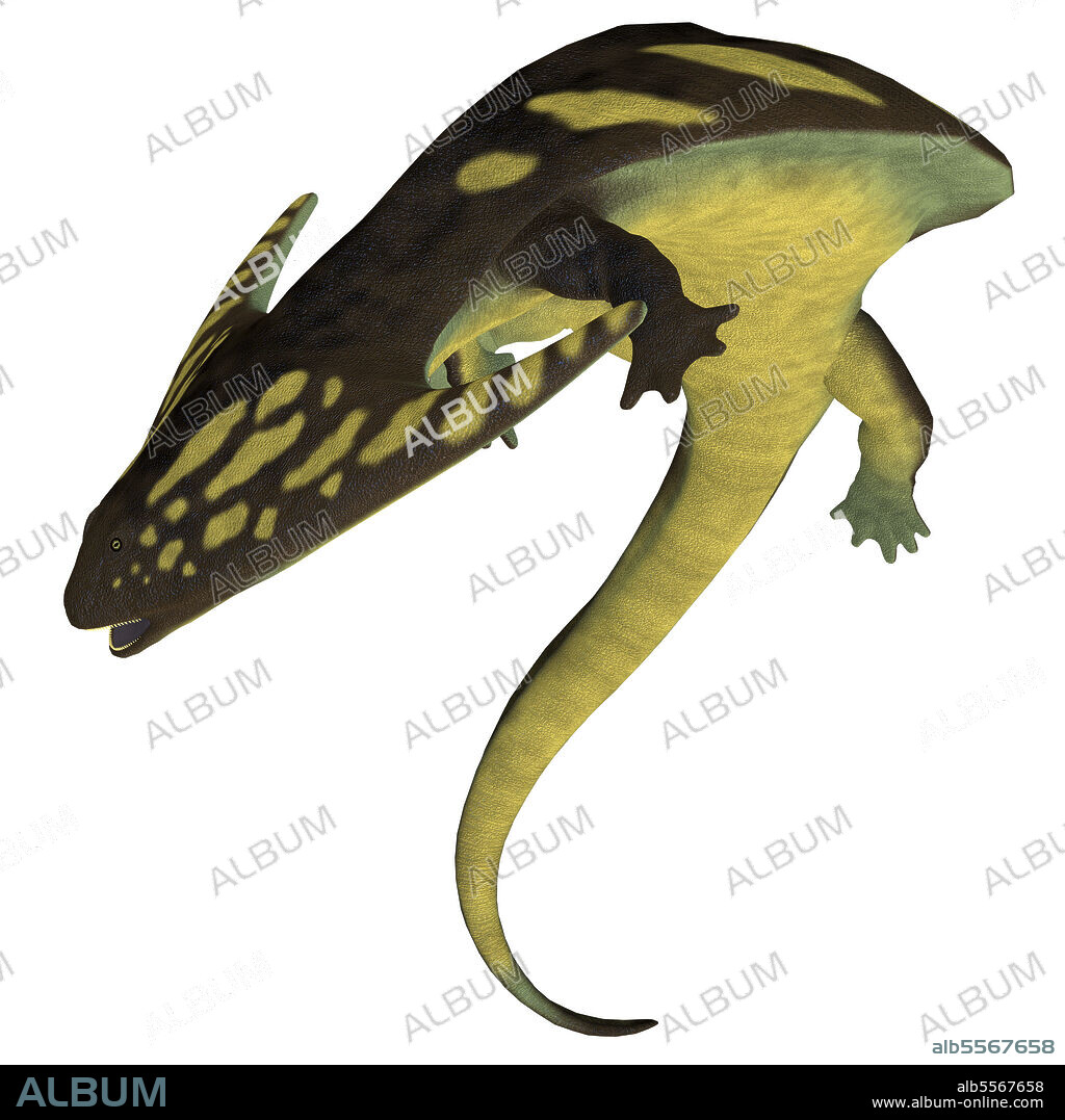 Diplocaulus amphibian, white background. Diplocaulus was an amphibian tetrapod that lived in the Permian and Carboniferous Periods of North America and Africa.