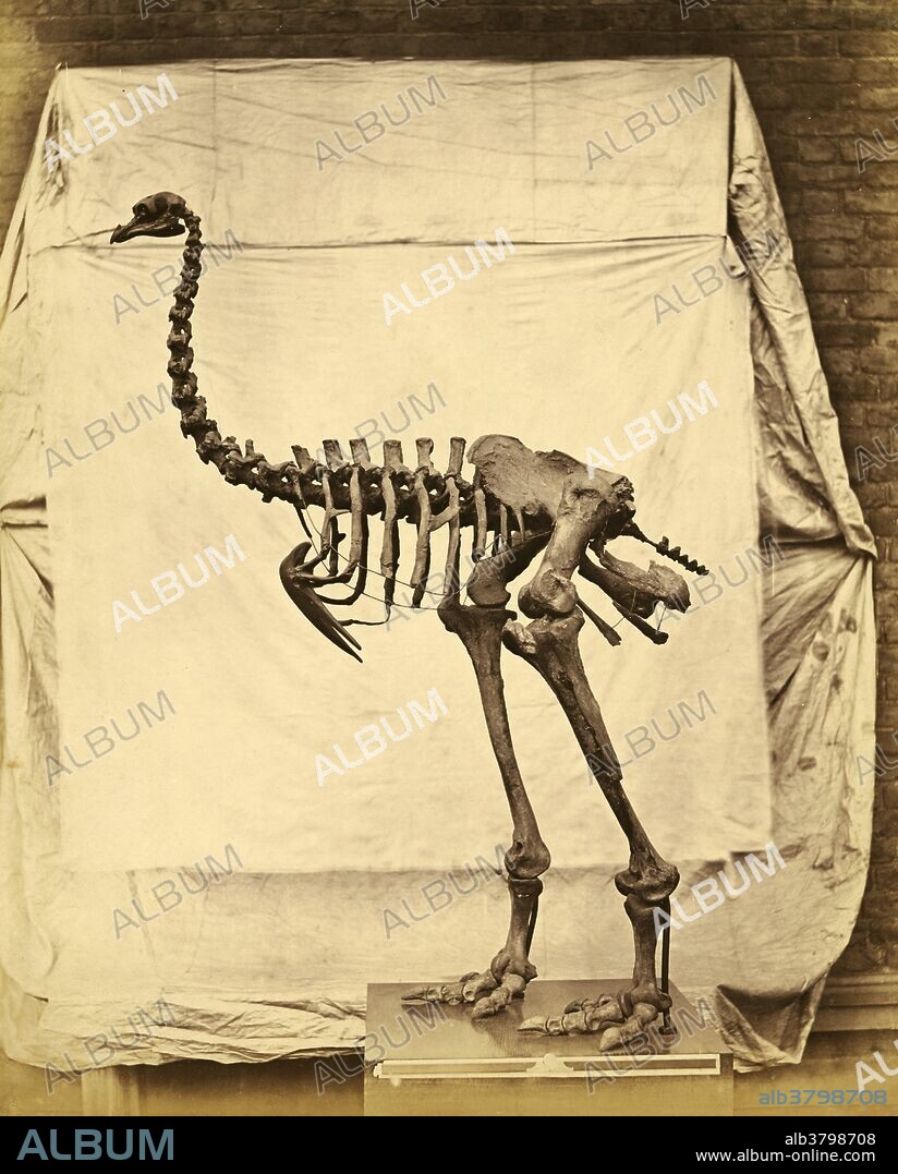 The moa (initially classed as genus Dinornis) is an extinct, flightless bird that was found in New Zealand. This skeleton is that of the Heavy-Footed Moa (Dinornis elephantopus, now reclassified as Pachyornis elephantopus). The Heavy-Footed Moa was discovered by W.B.D. Mantell at Awamoa, near Oamaru, and the bones were taken by him to England. English photographer Roger Fenton (1819-1869) photographed this specimen around 1855.