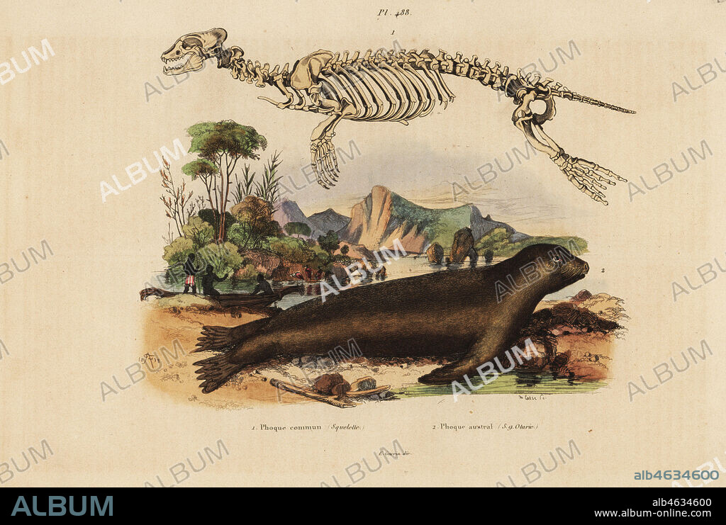 Skeleton of the common seal, Phoca vitulina 1, and Australian sea lion, Neophoca cinerea 2. Phoque commun squelette, Phoque austral (s.g. Otarie). Handcoloured steel engraving by du Casse after an illustration by Adolph Fries from Felix-Edouard Guerin-Meneville's Dictionnaire Pittoresque d'Histoire Naturelle (Picturesque Dictionary of Natural History), Paris, 1834-39.