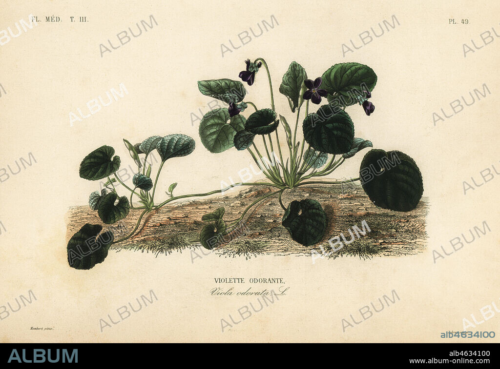 Sweet violet or garden violet, Viola odorata, Violette odorante. Handcoloured steel engraving by Lebrun after a botanical illustration by Edouard Maubert from Pierre Oscar Reveil, A. Dupuis, Fr. Gerard and Francois Herincqs La Regne Vegetal: Flore Medicale, L. Guerin, Paris, 1864-1871.