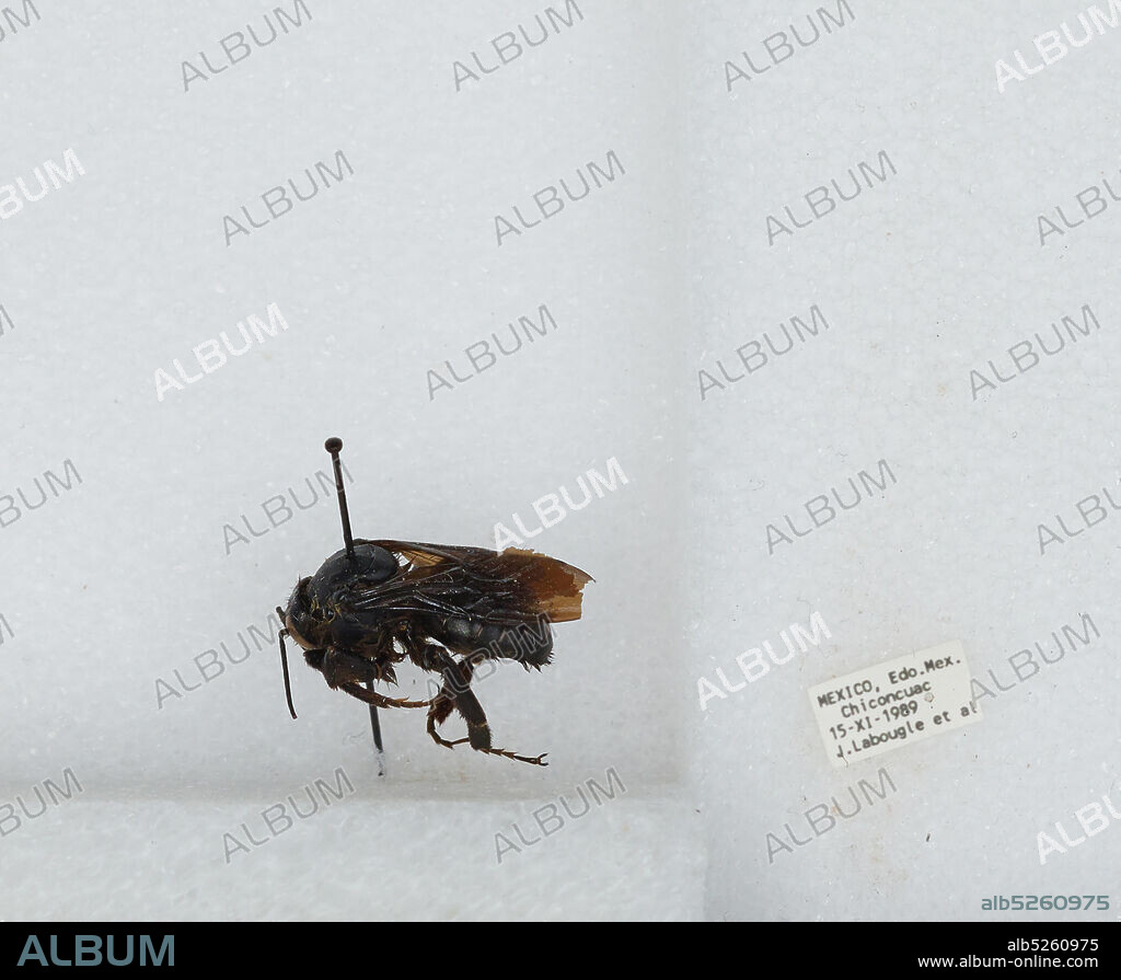 Chiconcuac, Mexico, Bombus (Fervidobombus) sonorus Say, Animalia, Arthropoda, Insecta, Hymenoptera, Apidae, Apinae.