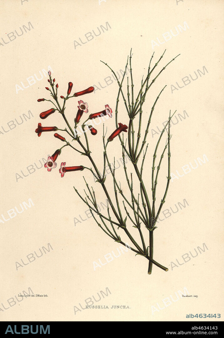 Fountainbush or firecracker plant, Russelia equisetiformis (Russelia juncea). Handcoloured lithograph by D. Blair after an illustration by Lena Lowis from her Familiar Indian Flowers with Coloured Plates, L. Reeve, London, 1878. Lena Lowis, formerly Selena Caroline Shakespear (1845-1919), was a British woman artist who traveled to India with her husband Lt.-Col. Ninian Lowis.