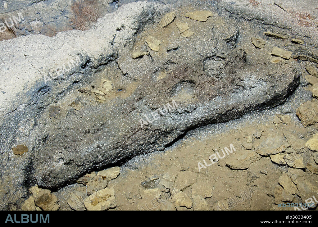 Dyrosaurid Crocodile (Cerrejonisuchus improcerus) Skull. Fossil in stone.