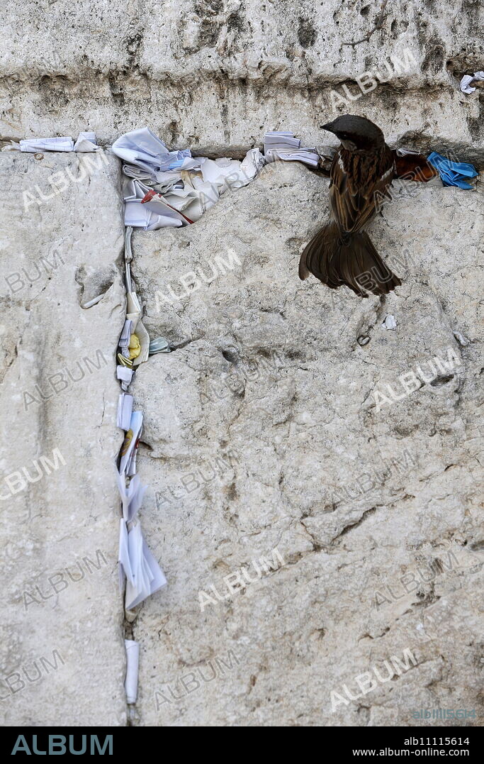 Prayer requests in crack of the Western Wall, Jerusalem, Israel, Middle East.