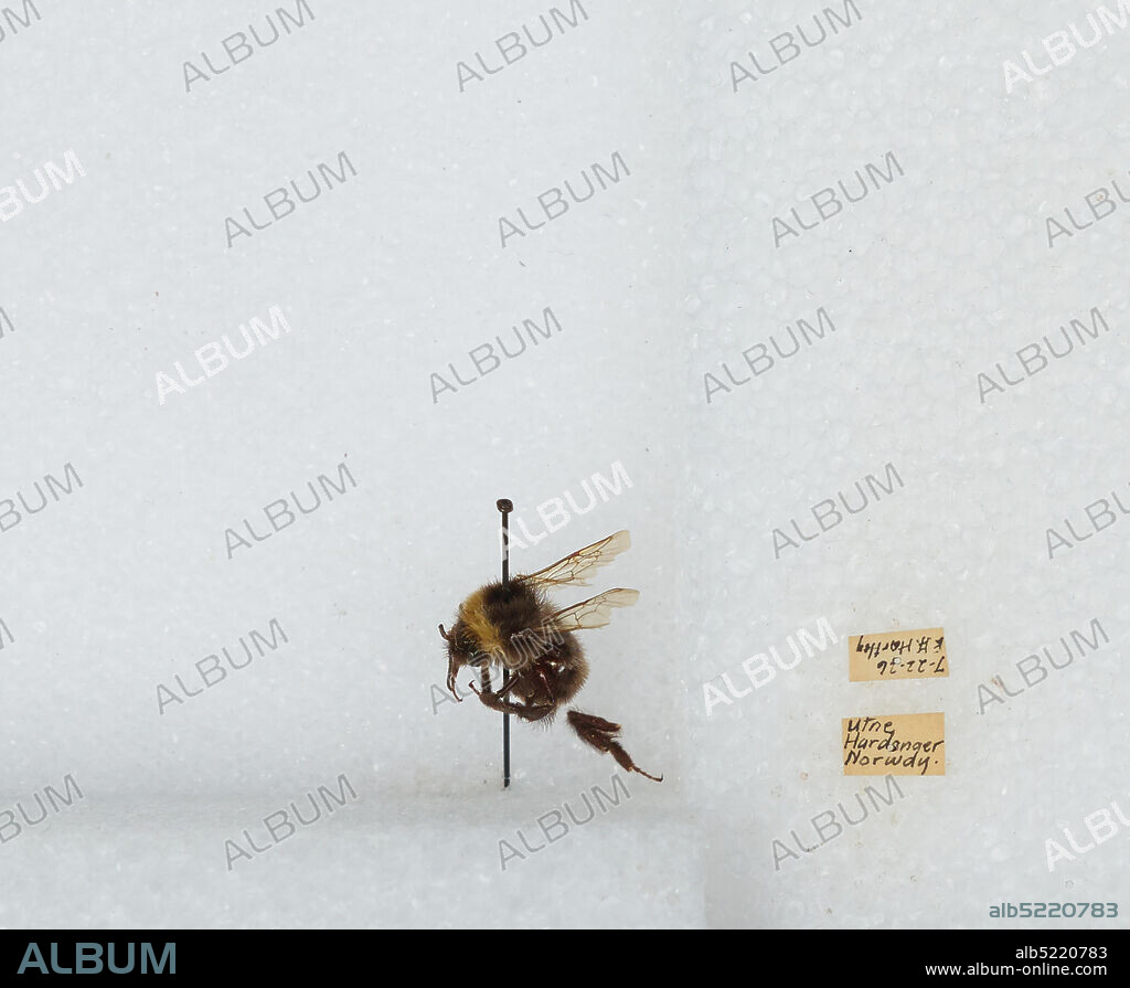Utne, Ullensvang, Hordaland, Norway, Bombus sp., Animalia, Arthropoda, Insecta, Hymenoptera, Apidae, Apinae.