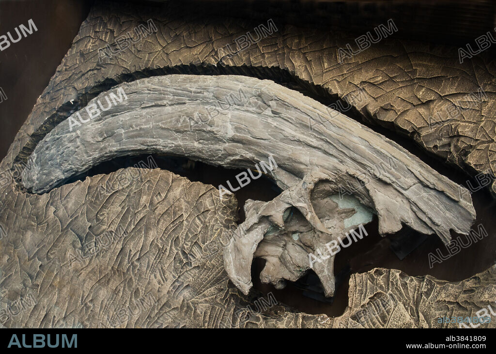 Parasaurolophus Dinosaur Crest Fossil.