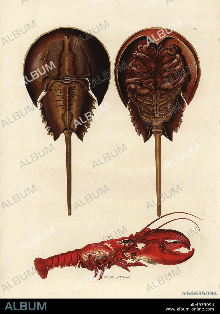 Horseshoe crab, Limulus polyphemus, and lobster, Homarus gammarus (Ecrevisse moluque, Monoculus polyphemus, and le homard, Astacus marinus). From the collection of G.W. Knorr. Handcoloured copperplate engraving by Georg Wolfgang Knorr from his Deliciae Naturae Selectae of Kabinet van Zeldzaamheden der Natuur, Blusse and Son, Nuremberg, 1771.