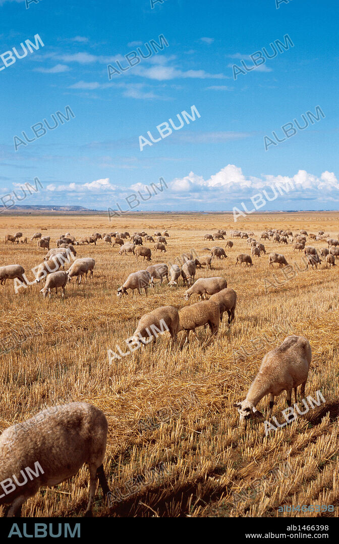 REBAÑO DE OVEJAS PASTANDO en la TIERRA DE CAMPOS, extensa llanura abierta entre los ríos Pisuerga y el Cea. Provincia de Palencia. Castilla-León. España.