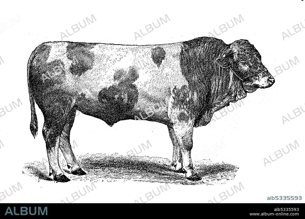 Fleckvieh is a breed of dual-purpose cattle suitable for both milk and meat production. It originated in Central Europe in the 19th century from cross-breeding of local stock with Simmental cattle imported from Switzerland / Rinderrasse Schweizer Fleckvieh, Simmentaler oder Simmentaler Fleckvieh, Schweiz, Historisch, historical, digital improved reproduction of an original from the 19th century / digitale Reproduktion einer Originalvorlage aus dem 19. Jahrhundert.