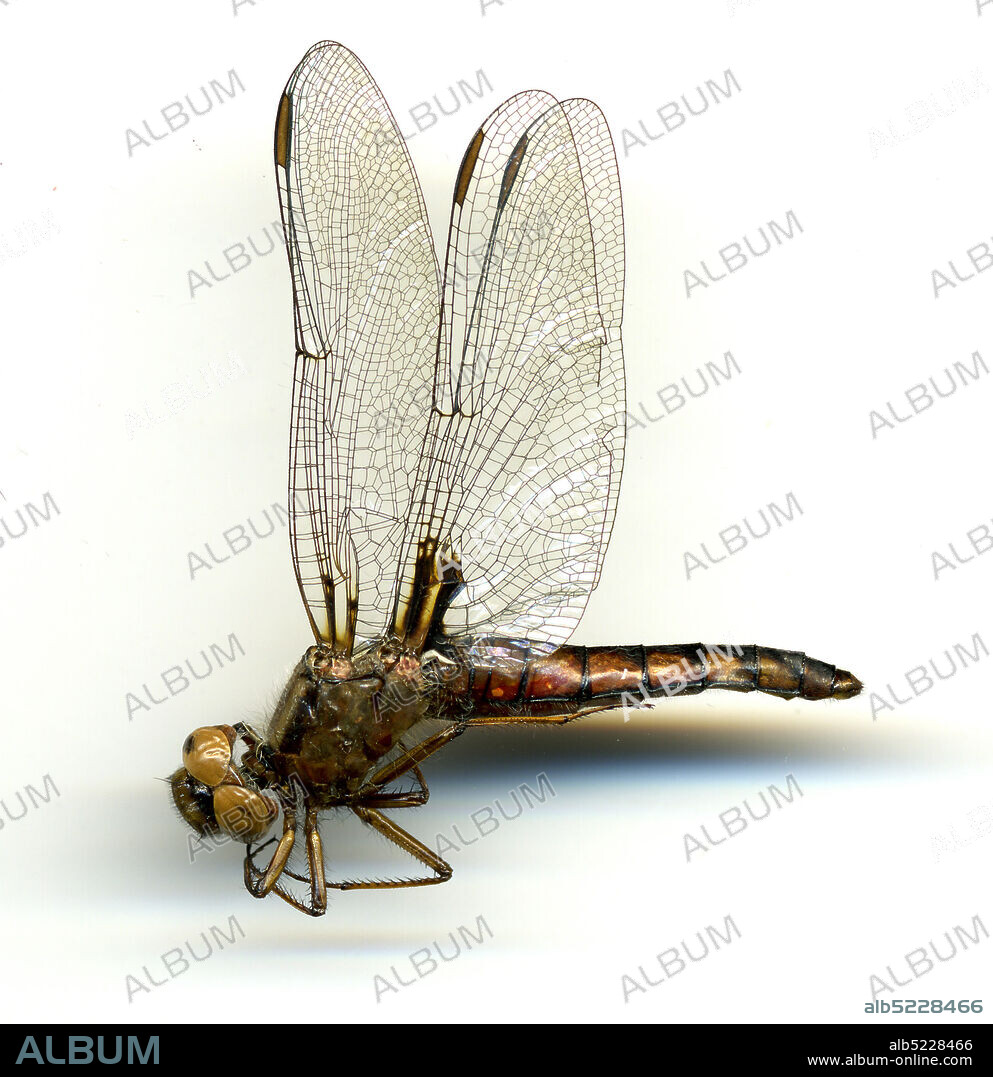 Patuxent Research Refuge, Central Tract, near junction of River & Beech Tree Roads, Prince George's, Maryland, United States, Ladona deplanata (Rambur, 1842), Animalia, Arthropoda, Insecta, Odonata, Anisoptera, Libellulidae.