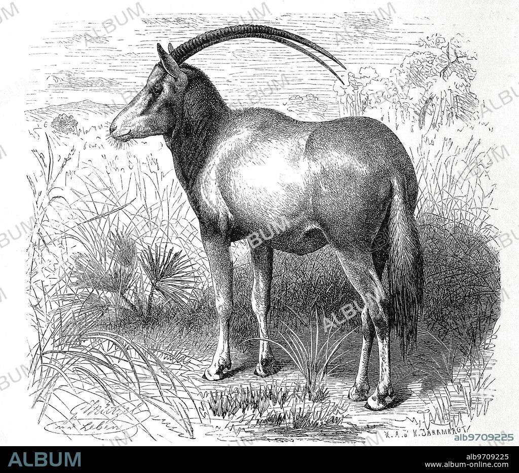Saber antelope, Oryx dammah, species of oryx antelope once native to the Sahara, Historical, digitally restored reproduction from an 18th century original,.