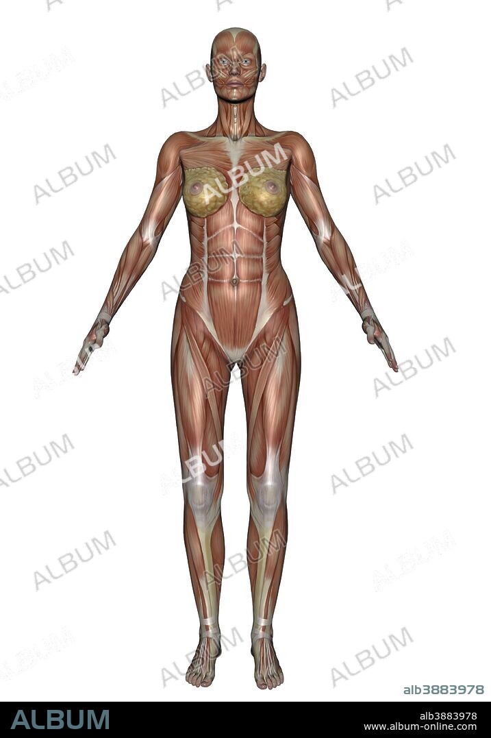 Anatomy of female muscular system, front view.