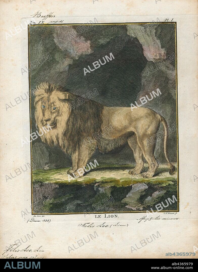 Felis leo, Print, The lion (Panthera leo) is a species in the family Felidae; it is a muscular, deep-chested cat with a short, rounded head, a reduced neck and round ears, and a hairy tuft at the end of its tail. It is sexually dimorphic; male lions have a prominent mane, which is the most recognisable feature of the species. With a typical head-to-body length of 184–208 cm (72–82 in) they are larger than females at 160–184 cm (63–72 in). It is a social species, forming groups called prides. A lion pride consists of a few adult males, related females and cubs. Groups of female lions usually hunt together, preying mostly on large ungulates. The lion is an apex and keystone predator, although some lions scavenge when opportunities occur and have been known to hunt humans, although the species typically does not., 1700-1880.