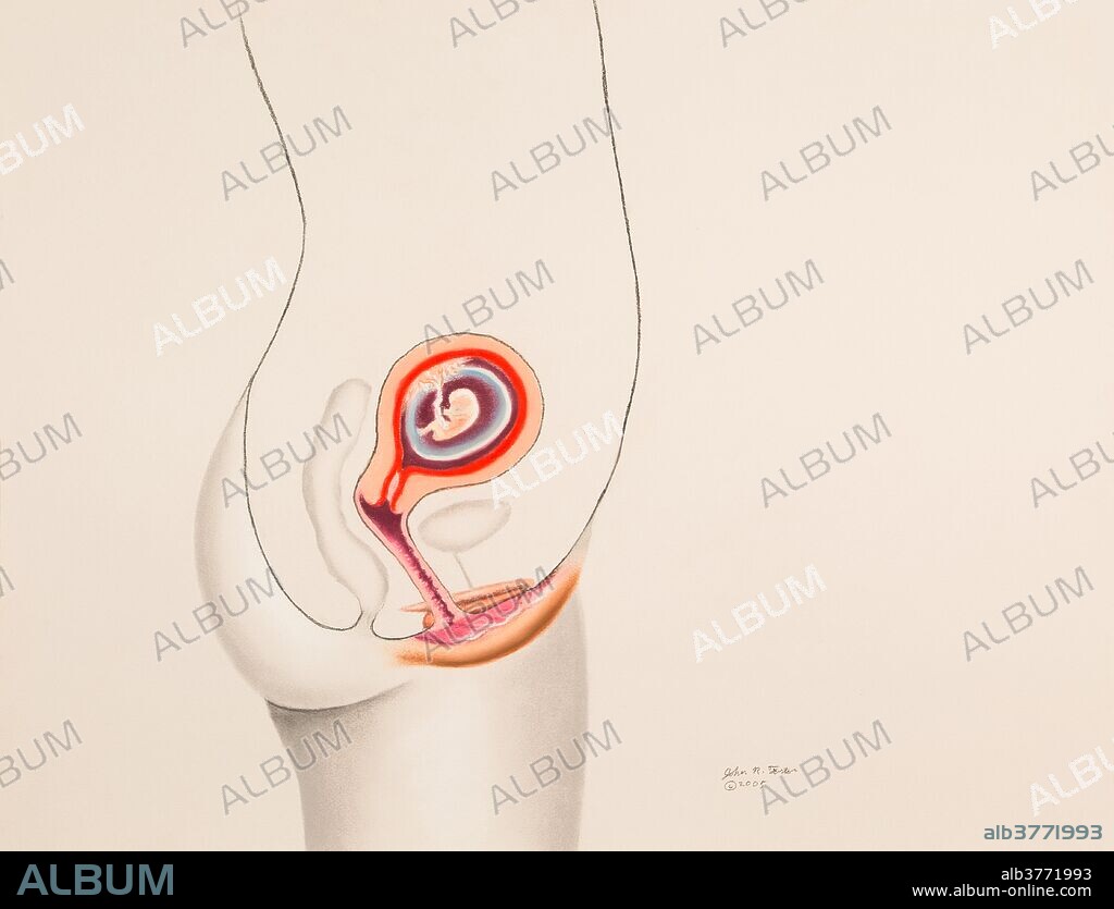Illustration showing the fetus in the 3rd month of pregnancy. The fetus is now about three inches long and weighs about one ounce. Sex organs begin to develop, eye color is present and lids develop, mouth parts open and close and fetal movements can be felt by the mother. Image 3 of 9.