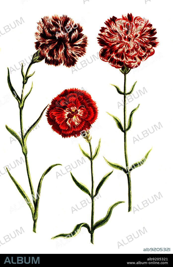 Caryophyllus hortensis, Nelke, Pflanzen Nelkengewächse, Caryophyllaceae, Familie in der Ordnung der Nelkenartigen, Caryophyllales, Digital retuschierte Illustration aus Phytanthoza iconographica von Johann Wilhelm Weinmann, Maler Bartholomäus Seutter und Kupferstecher Johann Jakob Haid und Johann Elias Ridinger, 1740 / Digitally retouched illustration from Phytanthoza iconographica by Johann Wilhelm Weinmann, painter Bartholomäus Seutter and engravers Johann Jakob Haid and Johann Elias Ridinger, 1740.